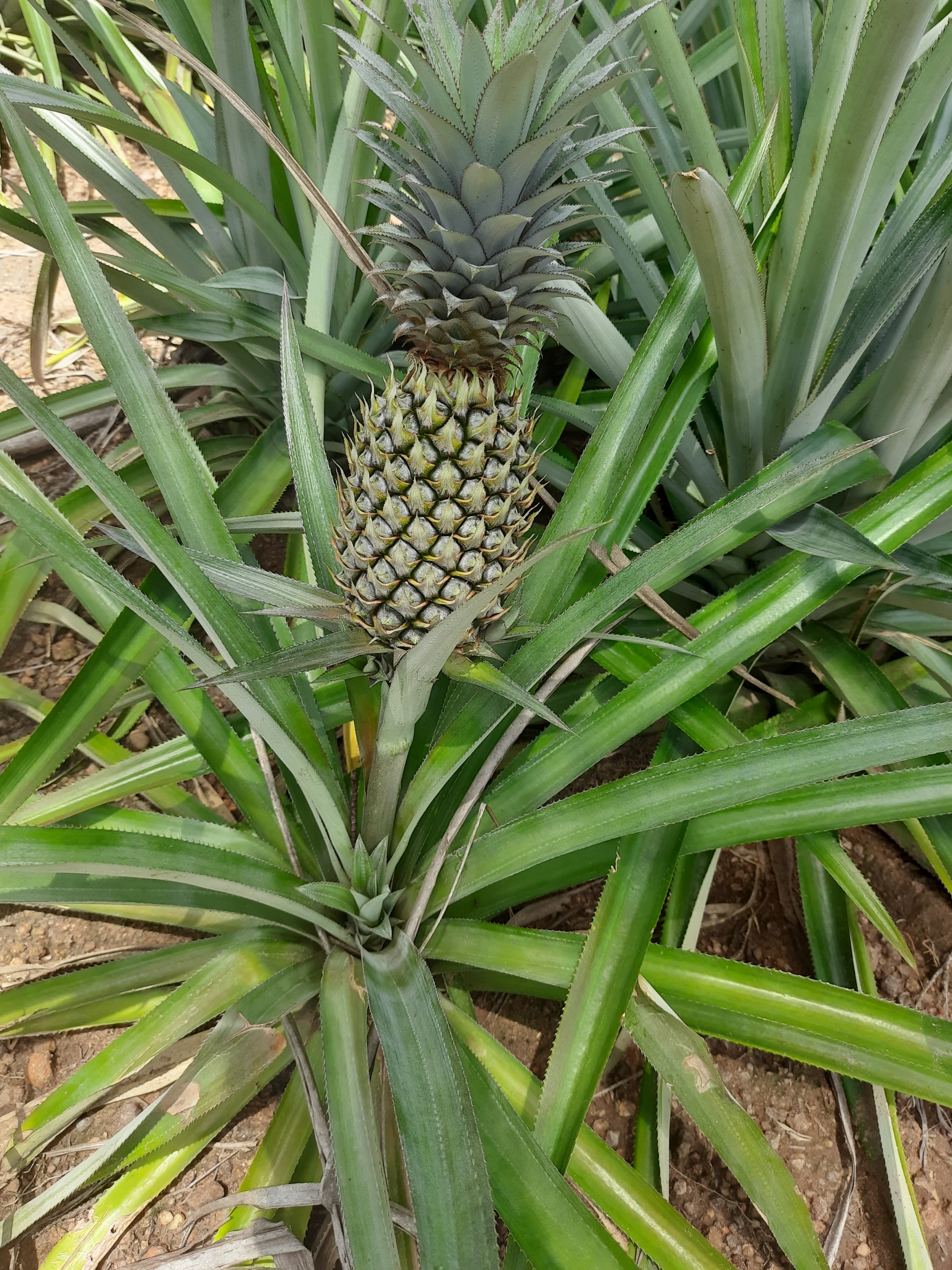 Planting organic pineapple shoots at Solax Pineapple Growers Sri Lanka farm